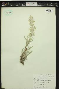 Oreocarya leucophaea image