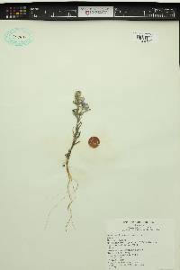 Phacelia linearis image