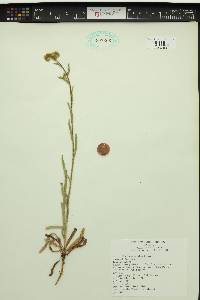 Amsinckia lycopsoides image