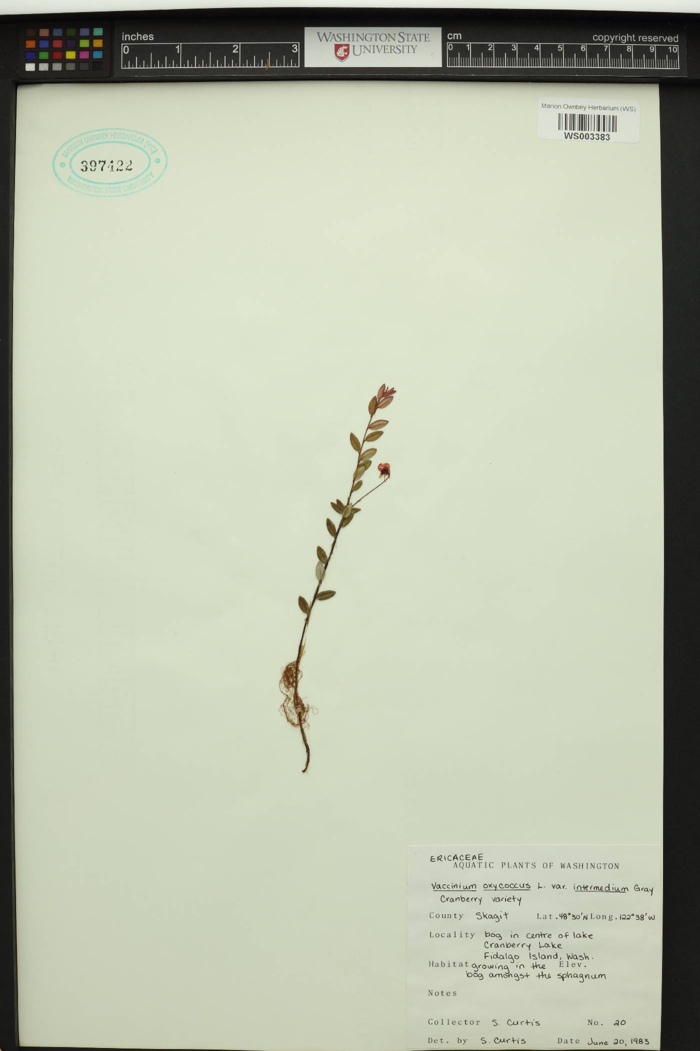 Vaccinium oxycoccos var. intermedium image