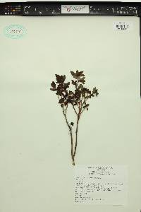 Vaccinium deliciosum image