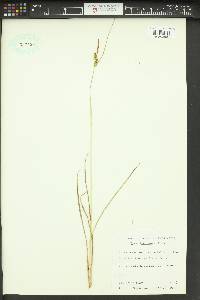 Carex viridula image