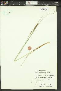 Carex kelloggii image