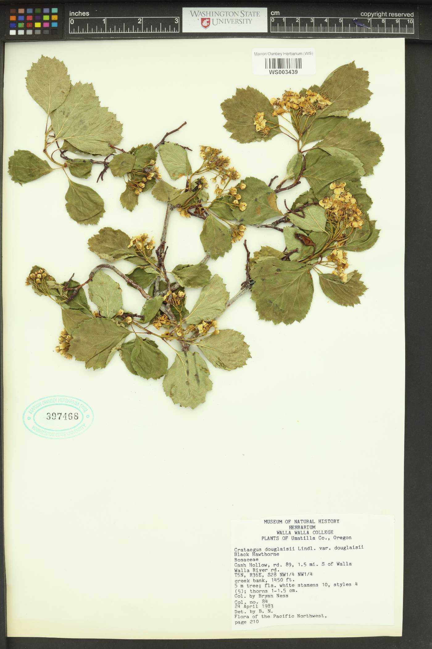 Crataegus douglasii var. douglasii image