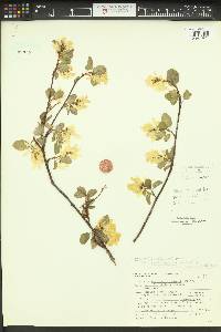 Amelanchier alnifolia image