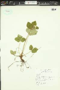 Fragaria vesca subsp. bracteata image