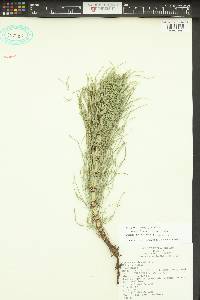 Equisetum telmateia subsp. braunii image