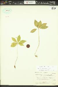 Lysimachia latifolia image