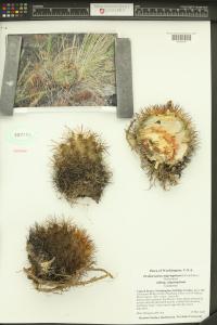 Pediocactus nigrispinus image