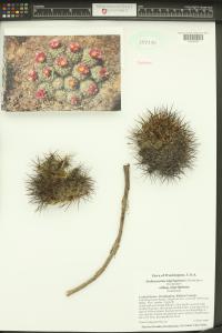Pediocactus nigrispinus image