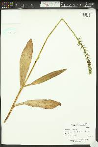 Platanthera elegans image