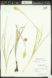 Toxicoscordion venenosum var. gramineum image