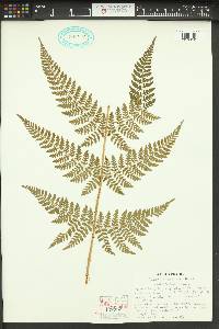 Dryopteris expansa image