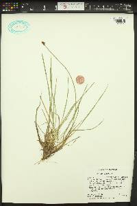 Carex illota image