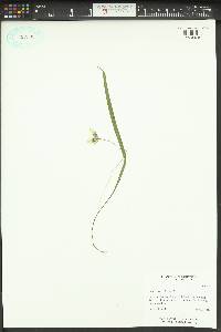 Calochortus elegans image