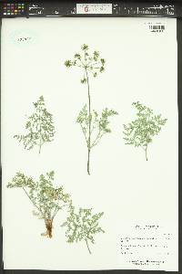 Lomatium macrocarpum image