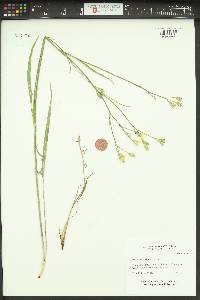 Crepis atribarba image