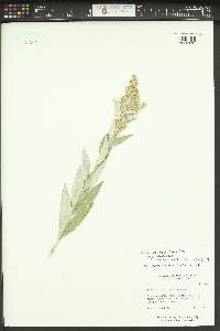 Artemisia ludoviciana subsp. ludoviciana image