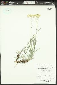 Antennaria luzuloides image