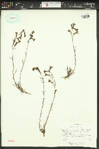 Penstemon laricifolius image