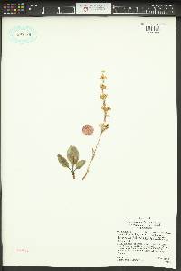 Penstemon humilis var. obtusifolius image