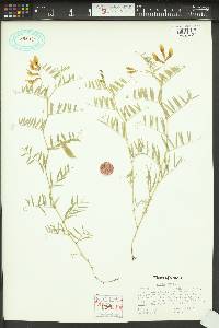 Vicia americana var. americana image