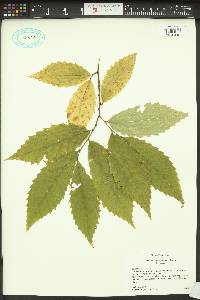 Castanea dentata image