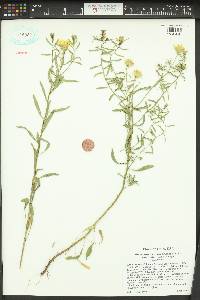 Heterotheca villosa var. minor image