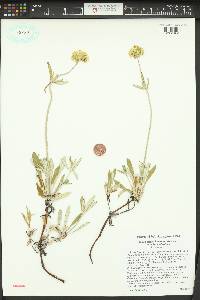 Eriogonum heracleoides image