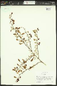 Berberis thunbergii image