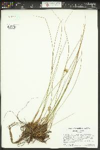 Juncus filiformis image