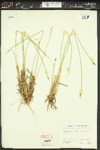 Juncus drummondii image