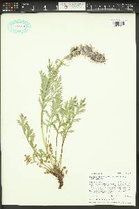 Phacelia sericea image