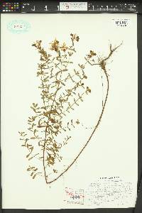 Hypericum perforatum image