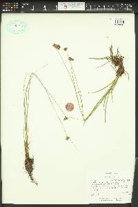 Juncus longistylis image