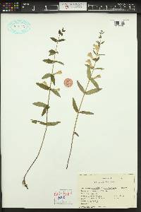 Scutellaria galericulata image