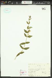 Scutellaria galericulata image