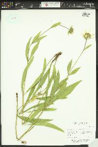 Helianthella uniflora image