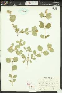 Symphoricarpos albus image