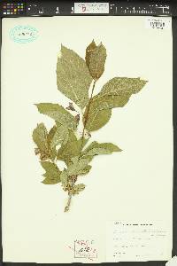 Lonicera involucrata image