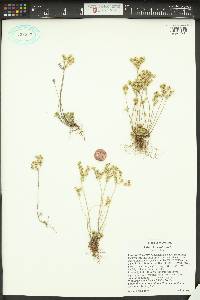 Sedum lanceolatum image