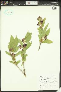 Lonicera involucrata image