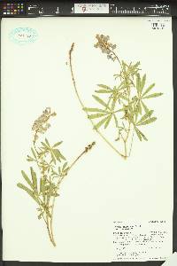 Lupinus argenteus var. argenteus image