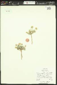 Erigeron concinnus var. concinnus image