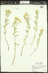 Heterotheca villosa var. minor image