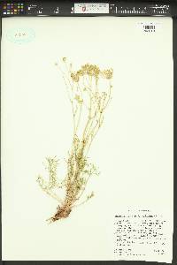 Hymenopappus filifolius image