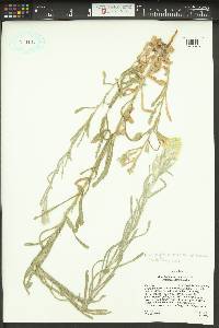 Pseudognaphalium stramineum image