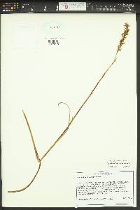 Spiranthes romanzoffiana image