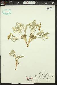 Lomatium utriculatum image