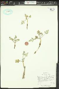 Cymopterus acaulis image